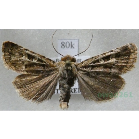 Chersotis ocellina (Denis & Schiffermüller, 1775) Austria80k